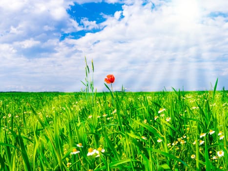 poppy on a green meadow and sunlight in summer