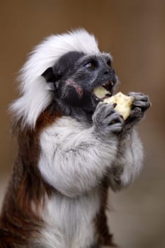 Lisztaffe with apple piece