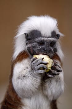 Lisztaffe with apple piece