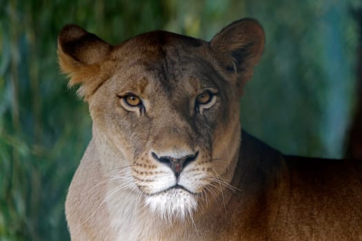 Lioness