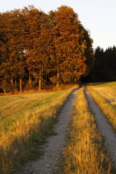 Autumn forest in the evening light