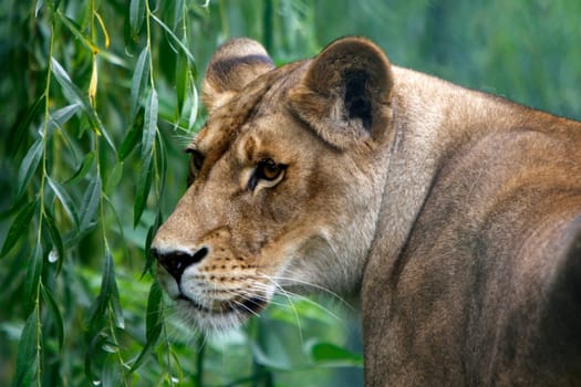 Lioness
