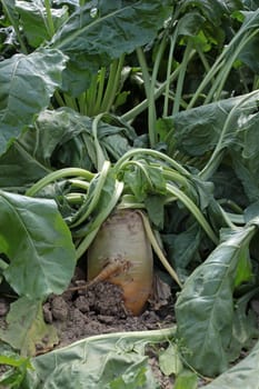 Fodder beet