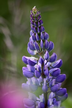 Lupin