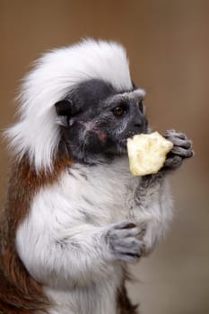 Lisztaffe with apple piece