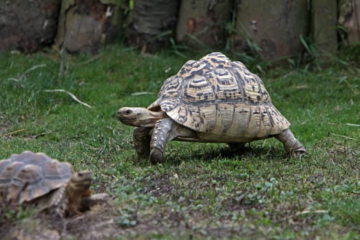Leopard tortoise