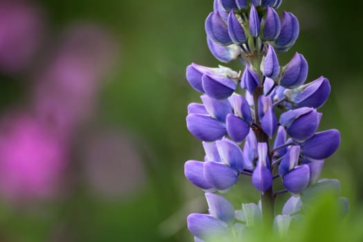 Lupin