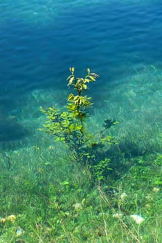 tree underwater in Carezza lake in Trentino Alto Adige in Italy