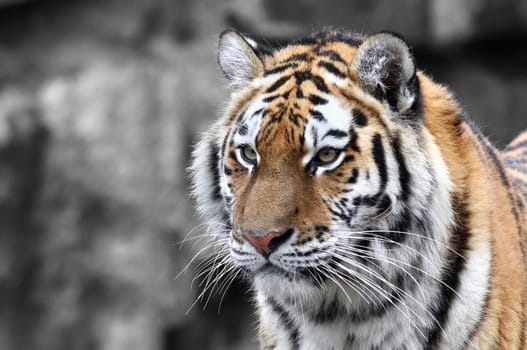 Panthera tigris - The Tiger