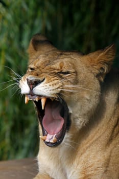 Lioness