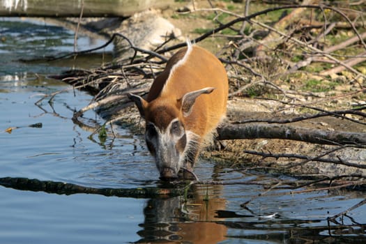 Brush-eared pig at a waterhole