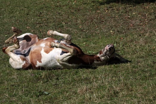 Brown and white pinto