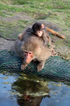 Mantled baboon with young