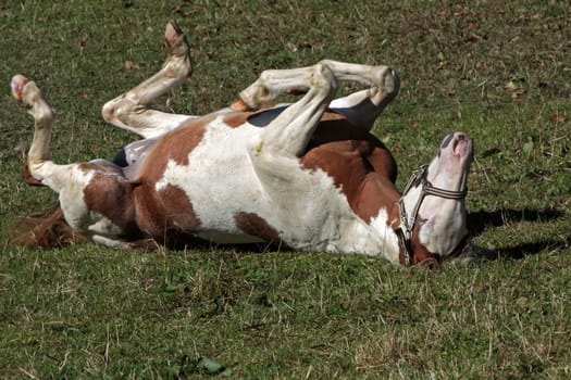 Brown and white pinto