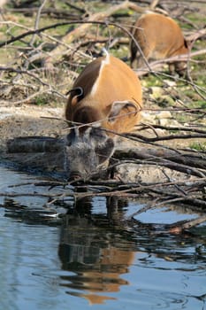 Brush-eared pig at a waterhole