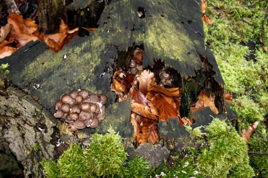 Deadwood habitat