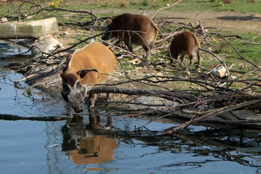 Brush-eared pig at a waterhole
