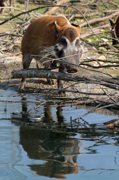 Brush-eared pig at a waterhole