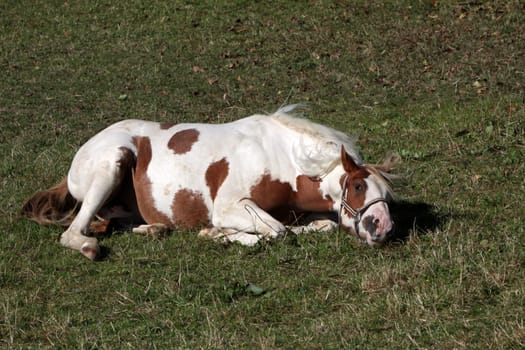 Brown and white pinto