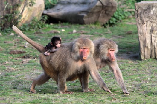 Mantled baboons with young