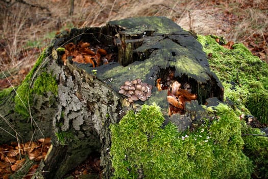 Deadwood habitat
