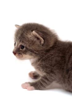 Small gray cat isolated on white isolated on white