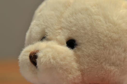 Teddy bear
