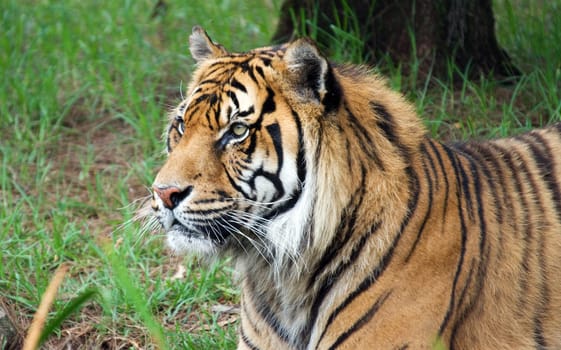 great image of a big male sumatran tiger