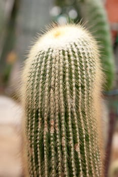 great image of some prickly cacti cactus plants