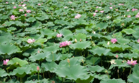 a great image of beautiful water lillies
