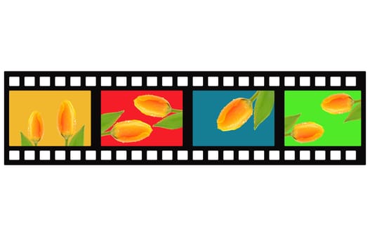 Filmstrip Tulips
