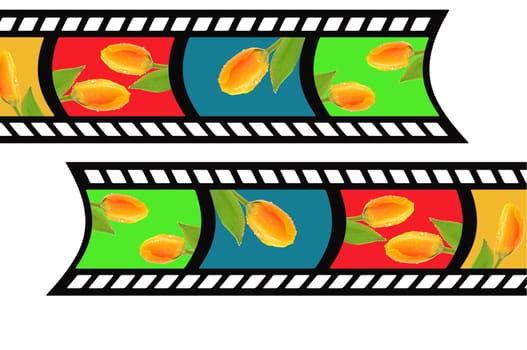 Filmstrip Tulips