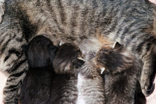 Detail of the suckling kitten - cunning little kittens