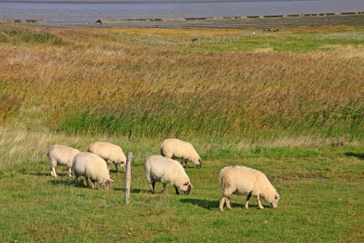 Sheep grazing on a dike at the North Sea,East Frisia,Lower Saxony,Germany