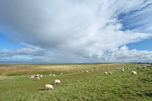 Sheep grazing on a dike at the North Sea,East Frisia,Lower Saxony,Germany