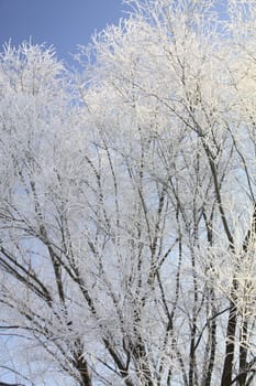 Branches covered with hoarfrost near Meissen,Saxony,Germany