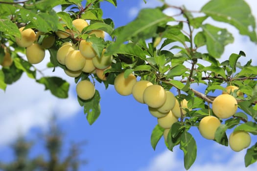 ripe mirabelle plums (Prunus domestica) on the tree against blue sky