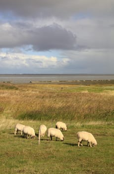 Sheep grazing on a dike at the North Sea,East Frisia,Lower Saxony,Germany