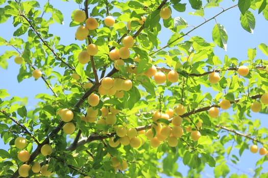 ripe mirabelle plums (Prunus domestica) on the tree against blue sky