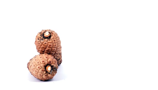 pinecones