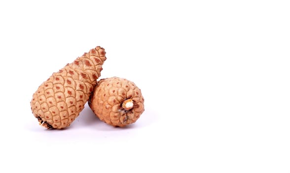 pinecones
