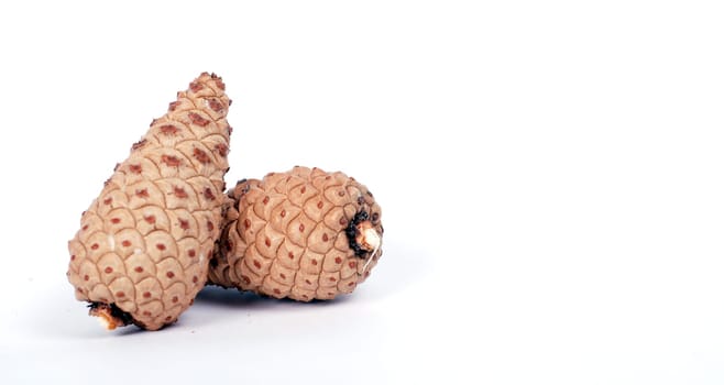 pinecones