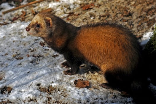 Ferret