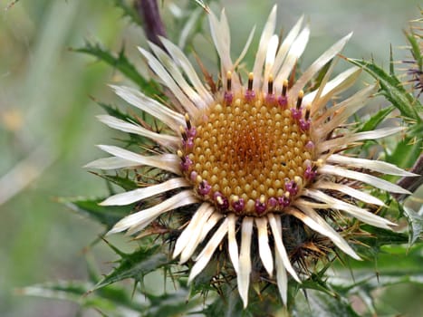 Golden thistle (Carlina vulgaris)