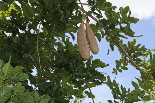 African Sausage Tree with fruit in Antigua Barbuda Lesser Antilles, West Indies, Caribbean.