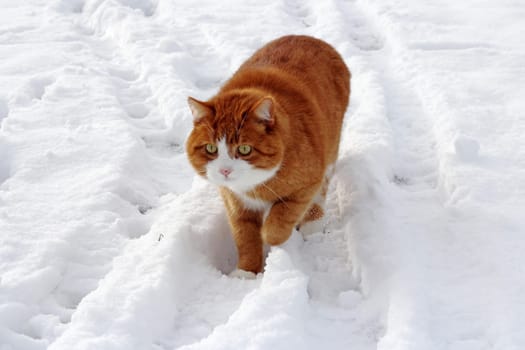 The red cat in the snow