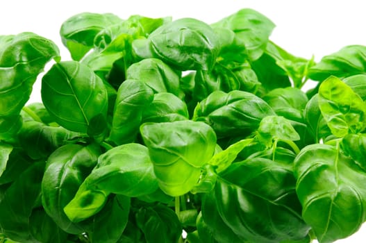 vegetable