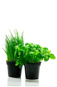 vegetable