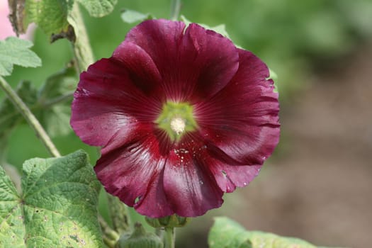 purple hollyhock,"Alcea rosea"",with beautiful blossom"