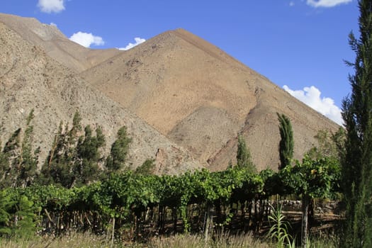 Pisco sour distillery in Pisco Elqui